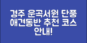 경주 운곡서원 은행나무 단풍시기 (+입장료, 단풍, 애견동반, 추천코스 등)